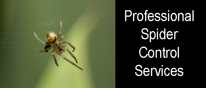 Professional Spider Control Service